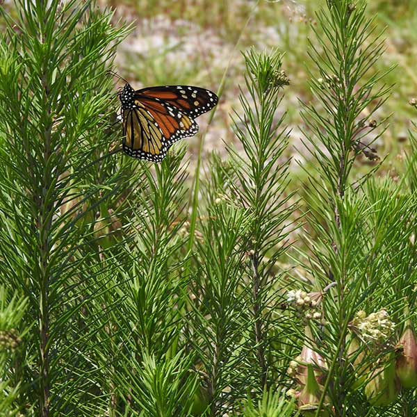 Free Template by uicookies.com